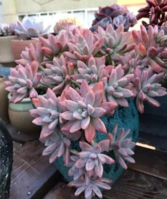 Live Succulent Graptosedum 'Francesco Baldi' in 2" Pot | Easy to Grow, Drought Tolerant | Graptosedum francesco baldi