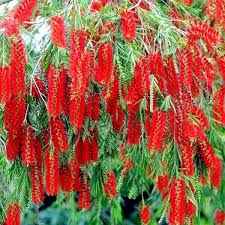 100 Weeping Bottlebrush Tree Seeds, Scarlet Blooms, Callistemon viminalis, Attracts Bees & Hummingbirds, Zones 9-11