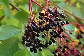 Elderberry Cuttings Set of 12 | 6 York & 6 Adams | 6-12" Hardwood Cuttings | Sambucus Canadensis | Pollinator-Friendly