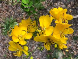 Christmas Senna Plant - 1 Rooted Cassia bicapsularis - Cream Flowers, Butterfly Host, Winter Blooming, Drought Tolerant