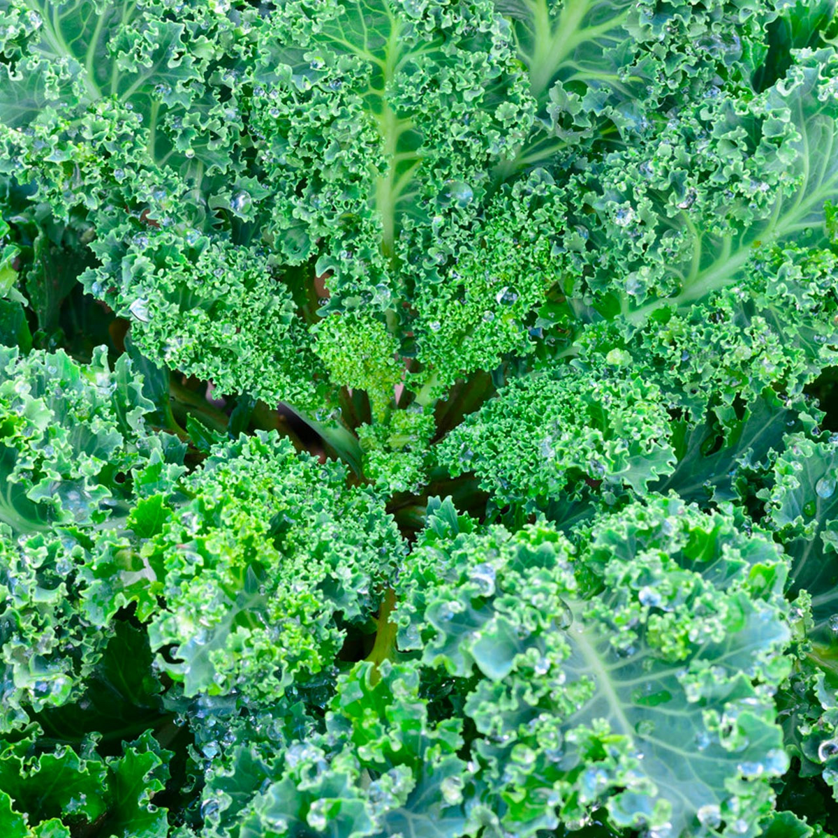 350 Dwarf Blue Curled Scotch Kale Seeds - Brassica oleracea - Organic, Nutritious, Easy to Grow for Salads & Cooking