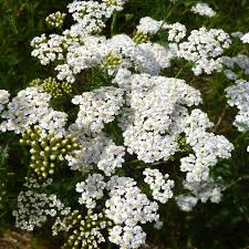 500 Seeds White Yarrow, Hardy Perennial Wildflower for Pollinator Gardens, Achillea Millefolium, Drought-Tolerant, Deer-Resistant