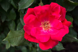 Rose Bush Unrooted Cuttings 6” Knock Out Red Rosa 'Knock Out' | Hardy, Disease-Resistant, Fast-Growing, Continuous Blooms