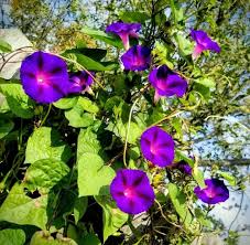 20 Ipomoea Purpurea Mix Morning Glory Seeds - Fast-Growing Climbing Vine, Blue, Purple, Pink Flowers, Pollinator-Friendly