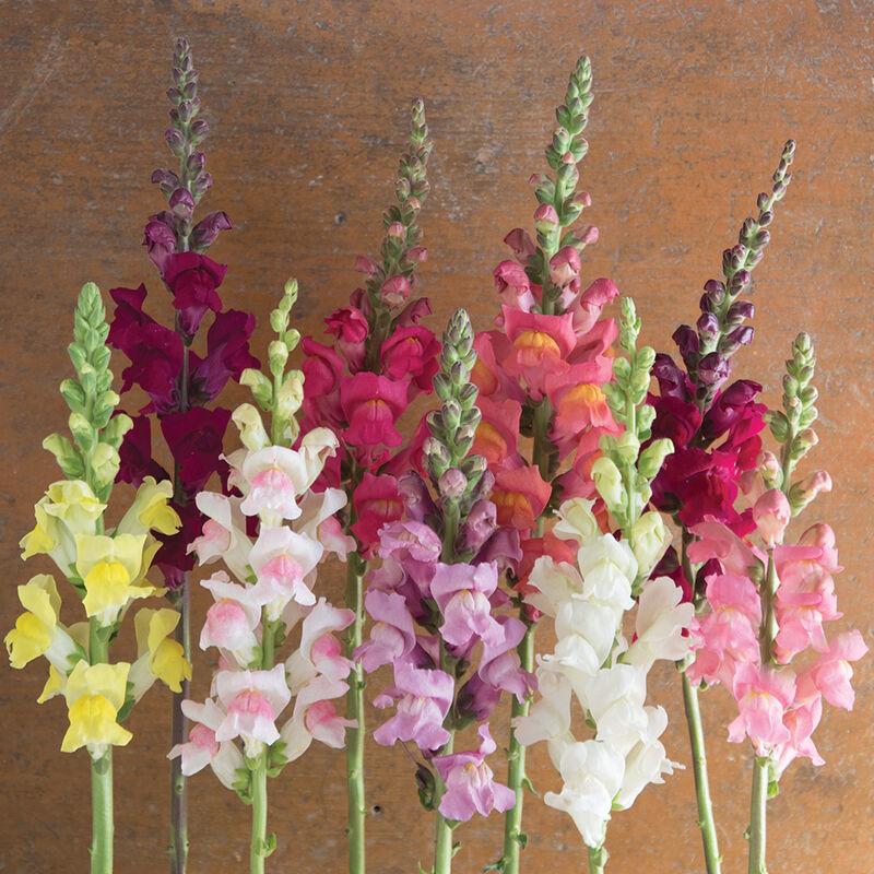 Snapdragon Seeds - 1000+ Johnny's Potomac Custom Mix - Antirrhinum majus - Vibrant Blooms for Cut Flowers & Garden Design