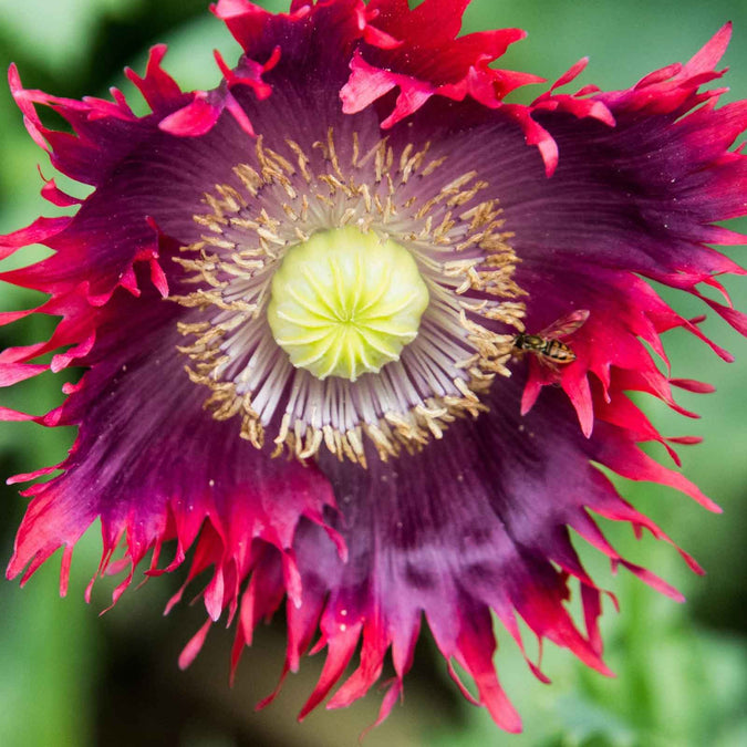 1000 Seeds Poppy Drama Queen Red Purple Frilled Flowers Non-GMO Papaver somniferum Edible Ornamental Garden Plant