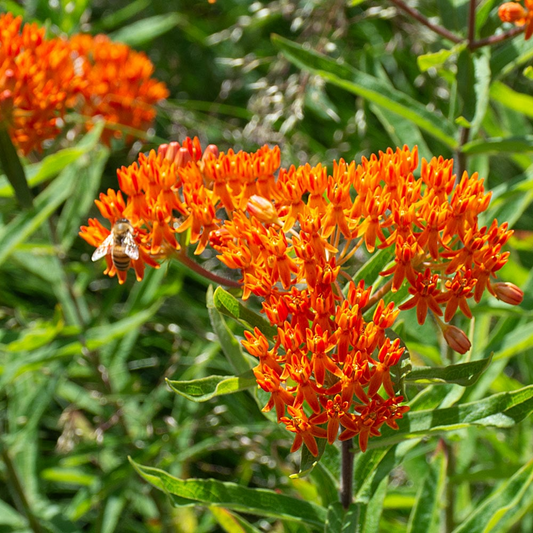 10 Butterfly Weed Plants, Bare Root Perennials, Orange Blooms, Asclepias tuberosa, Monarch Host, Pollinator-Friendly