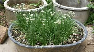 70 Bare Root Garlic Chive Leek Plants, Edible Herb, Perennial Organic (Allium tuberosum) for Culinary Gardens