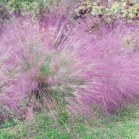 500 Purple Love Grass Seeds - Ornamental Flowering Lovegrass - Eragrostis spectabilis - Hardy, Drought-Tolerant Blooms
