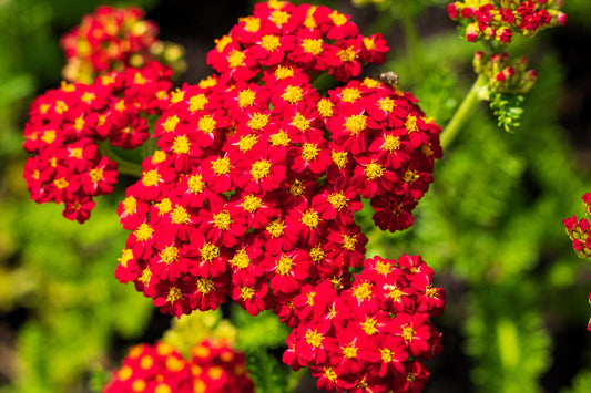 2500 Red Yarrow Seeds - Achillea millefolium, Hardy Perennial Wildflower, Drought-Tolerant, Pollinator-Friendly