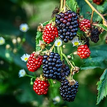 Organic Triple Crown Thornless Blackberry Cuttings 6"-10" | Sweet Juicy Berries | Unrooted Starter Plants | Rubus fruticosus