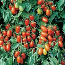 10 Seeds Juliet F1 Hybrid Tomato, Deep Red Sweet Grape, Solanum lycopersicum, High-Yield, Crack-Resistant, Versatile for Gardens