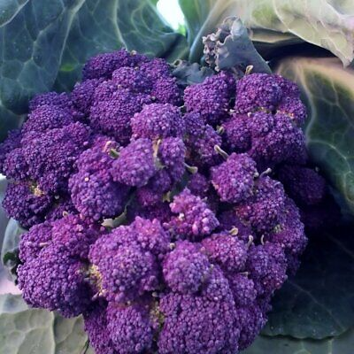 Purple Sprouting Broccoli Seeds - 1,500 Non-GMO Heirloom, Cold Hardy, Brassica oleracea var. italica, USA Seller