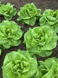 500 Seeds Bibb Lettuce, Butterhead Variety, Crisp & Tender, Lactuca sativa, Perfect for Salads & Wraps