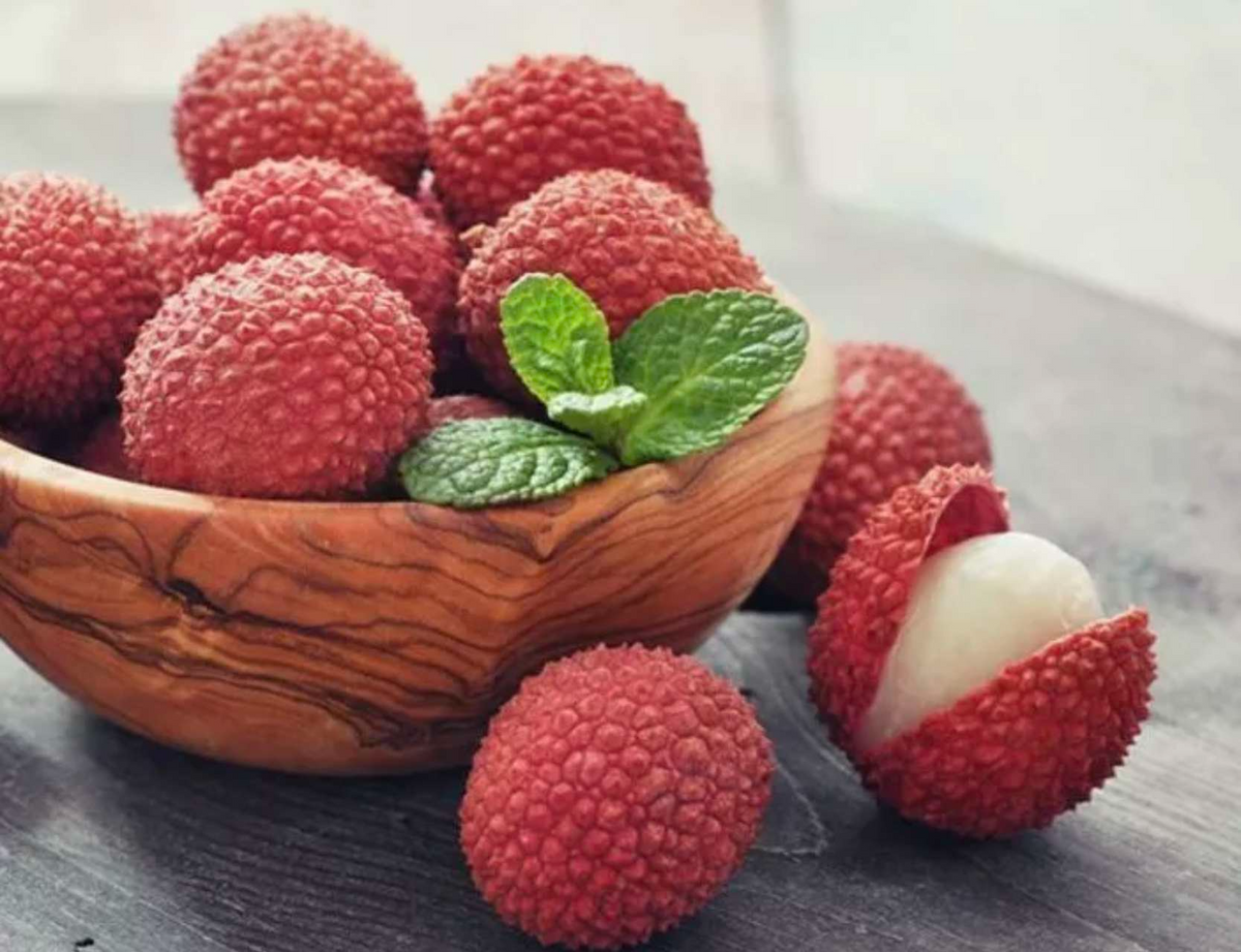Lychee Tree Starter Plant - 12"-24" Rooted Cutting, Sweet Fragrant Fruit, Litchi chinensis, Rare Tropical Live Fruit Tree