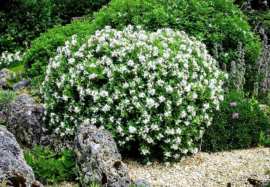 Gardenia Starter Plant - 1-2 Ft Fragrant Shrub with Glossy Green Foliage & White Blooms - Gardenia jasminoides