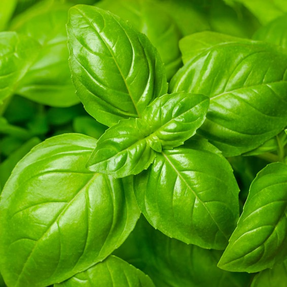 Basil Seeds 2000 Count | Genovese Heirloom Non-GMO | Ocimum basilicum | Aromatic Italian Culinary Herb