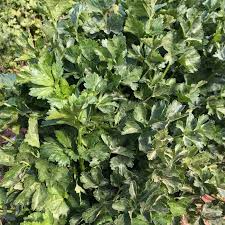 500mg Chinese Celery Kintsai Dark Green Seeds | Heirloom Apium graveolens var. secalinum | Flavorful Easy-to-Grow Vegetable Seeds