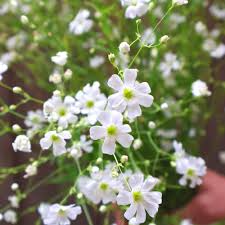 100 Seeds Baby's Breath Covent Garden White (Gypsophila paniculata) - Drought Tolerant Perennial for Weddings and Gardens