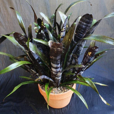 Bromeliad Live Cutting 12” Billbergia 'Darth Vader' | Exotic Air-Purifying Plant | Pet Safe | Attracts Hummingbirds & Butterflies