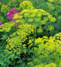 Bouquet Dill Seeds - 500 Count - Aromatic Herb for Culinary Use - Anethum graveolens - Perfect for Pickling & Garden
