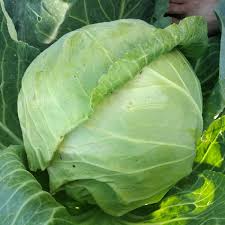 Copenhagen Market Cabbage Seeds - 500 Heirloom Seeds, Early-Maturing, Compact, Sweet - Brassica oleracea