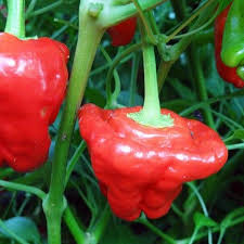 20 Jamaican Red Mushroom Pepper Seeds - Capsicum chinense - Heirloom Spicy High-Yield Non-GMO - Unique Smoking Flavor