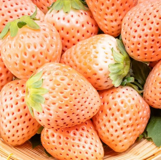 10 Bare Root Pineapple Strawberry Plants, Unique White Strawberries, Fragaria × ananassa, Edible Fruit for Garden and Containers