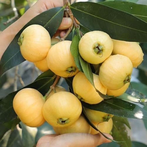 Golden Rose Apple Plant 4”+ Live Rooted Tropical Fruit Tree Syzygium jambos - Fast-Growing Exotic Edible Tree