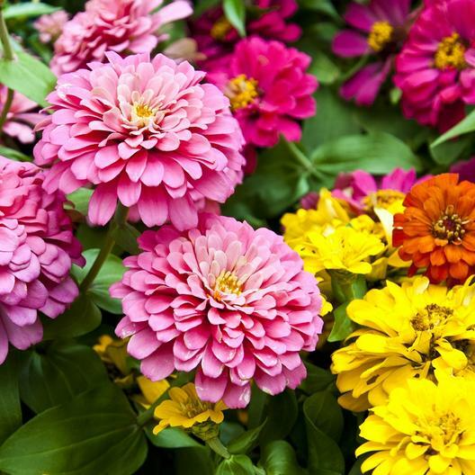 100 Dahlia Flowered Zinnia Seeds, Mixed Colors, Zinnia elegans, Pollinator-Friendly, Easy to Grow, Large Blooms