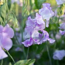 Sweet Pea Seeds 50+ Pack | Lavender-Blue Fragrant Blooms | Lathyrus odoratus | Climbing Vines for Trellises