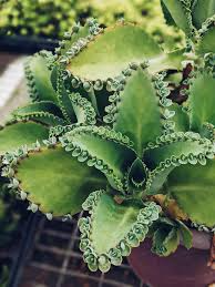 100 Mother of Thousands Succulent Plants - Aranto Alligator, Kalanchoe daigremontiana, 1-3” Rooted, Easy Care, Drought-Tolerant