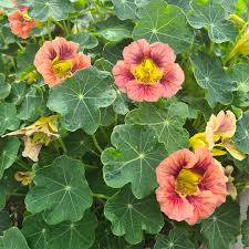 15 Seeds Nasturtium Purple Emperor Heirloom Edible Flowers Non-GMO Tropaeolum majus Purple Blooms for Salads & Gardens