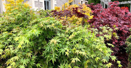 10 Acer Elegantulum Seeds - Dwarf Maple for Bonsai & Landscaping - Rare Japanese Maple - Unique Tree Seeds for Gardens