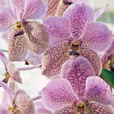 Rare Vanda Jennae Seedling | 6-Inch Potted Orchid | Exotic Tropical Plant | Indoor & Outdoor Growth | USA Grown