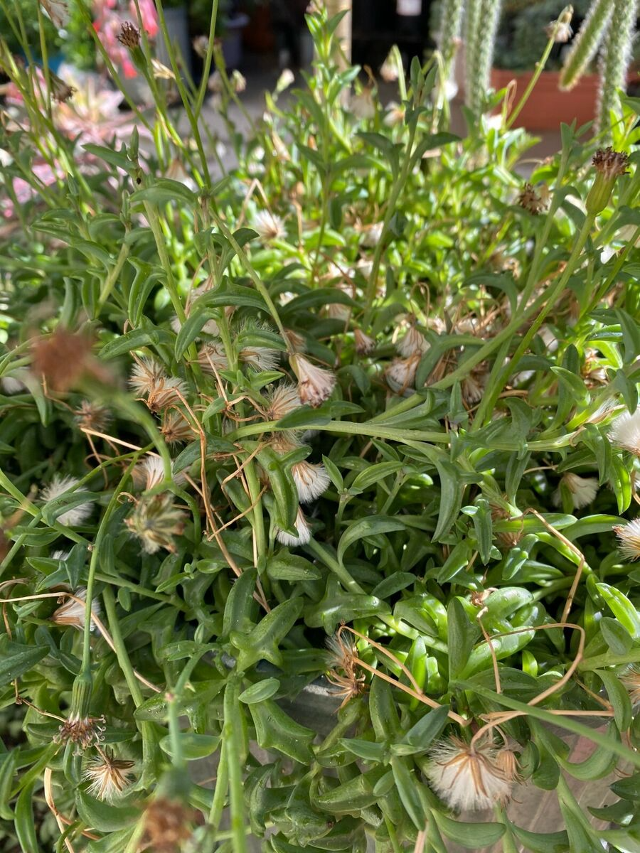 12 Cuttings String of Dolphins Succulent Plant Senecio peregrinus 4-8 Inches Organic Easy-to-Grow Indoor Outdoor Decor