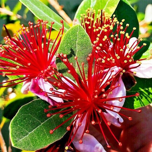 Pineapple Guava Tree Seeds - 20 Count - Feijoa sellowiana - Tropical Fruit & Edible Flowers - USDA Zones 8-11 - Brazilian Fig Guava