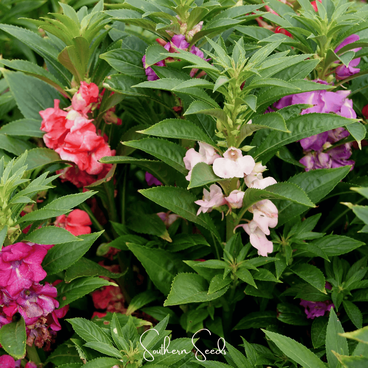 Bush Mix Impatiens Seeds - 50 Count - Colorful Flowering Plants - Impatiens walleriana