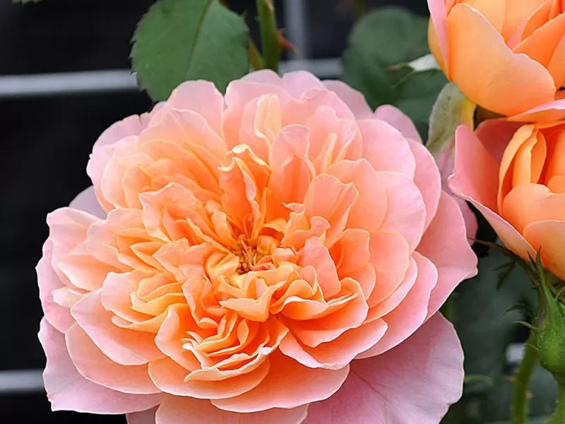 Unrooted Rose Cuttings (3) - Apricot-Pink Climbing Rose - Rosa 'Impressionist' - Rare Garden Plant for Rooting or Grafting