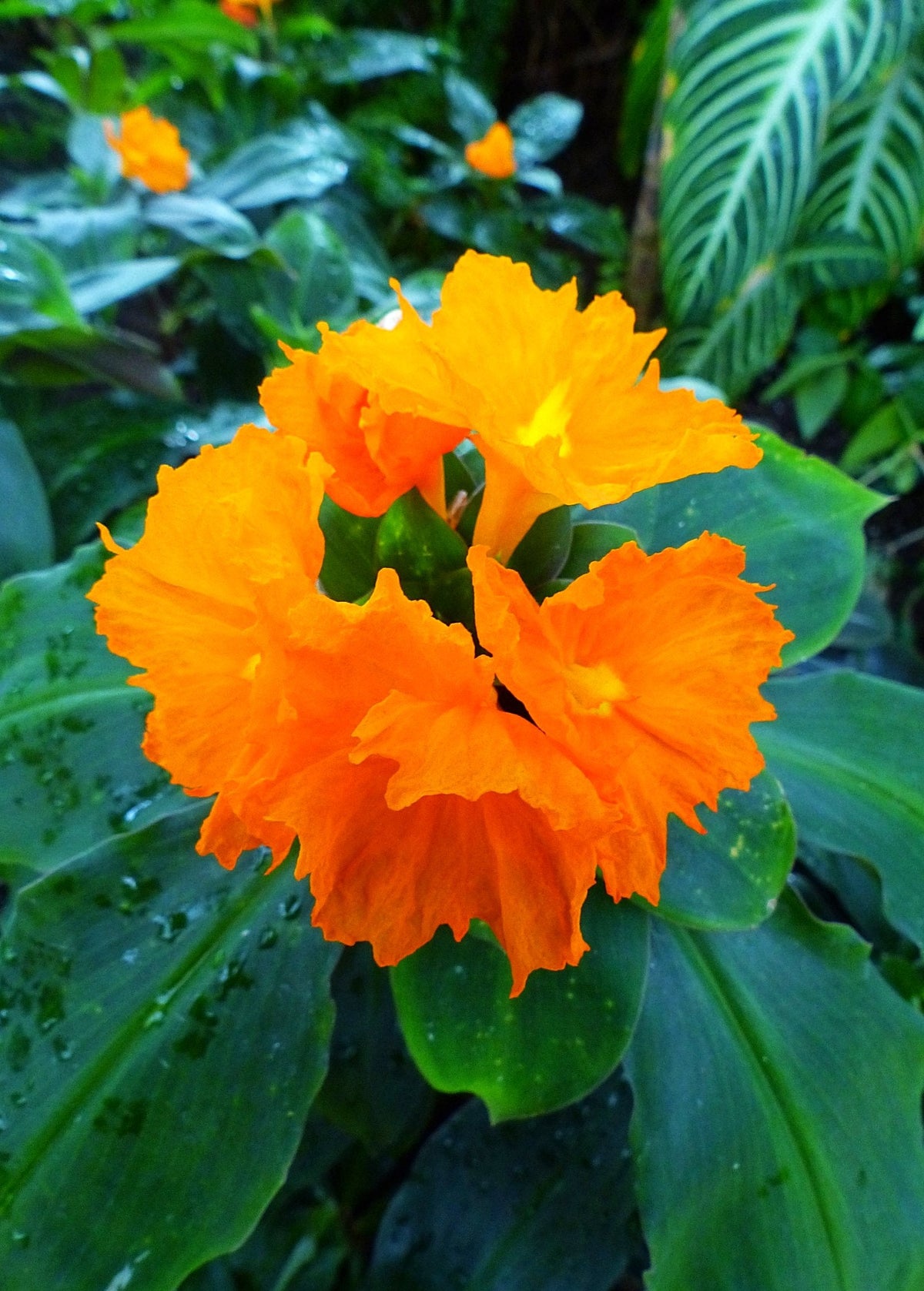 Insulin Plant - Herbaceous Perennial - Orange Flowers - Costus igneus - Medicinal Benefits for Blood Sugar Support