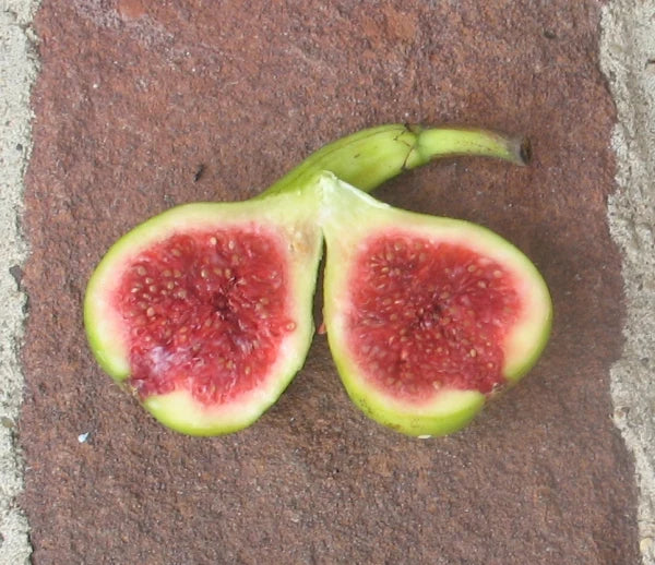JH Adriatic Fig Cutting - Unrooted 8"+ with 3 Nodes | Ficus carica - Rare Green Fig, Sweet Strawberry Red Flesh