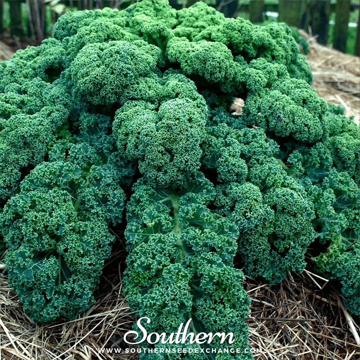 Dwarf Blue Curled Scotch Kale Seeds - 250 Count - Organic Brassica oleracea