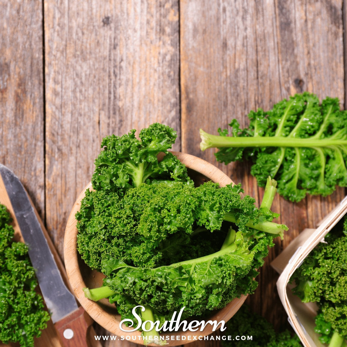 Dwarf Siberian Kale Seeds - 250 Count - Heirloom Variety - Brassica napus