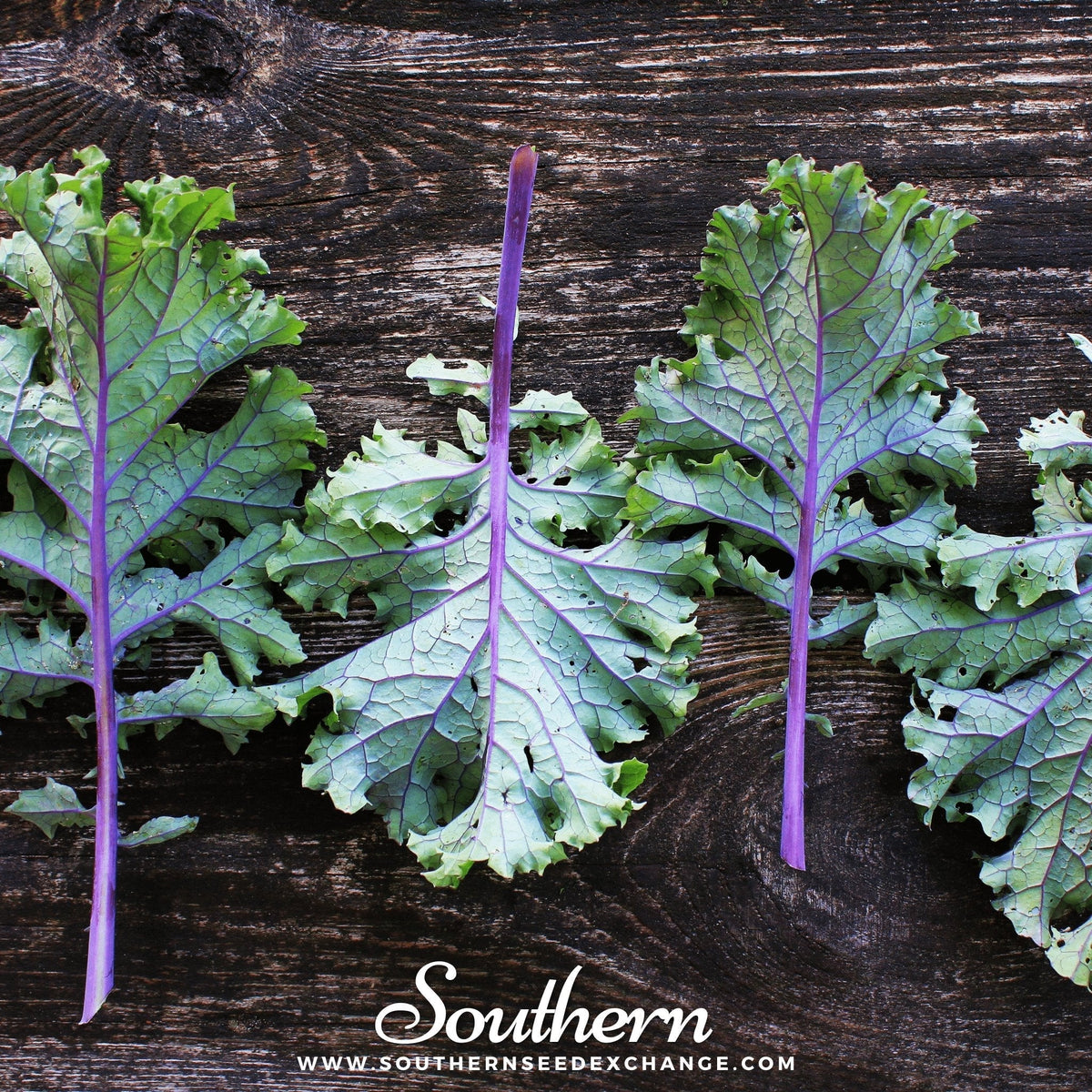 Red Russian Kale Seeds - 250 Pack - Heirloom Organic Variety - Brassica napus
