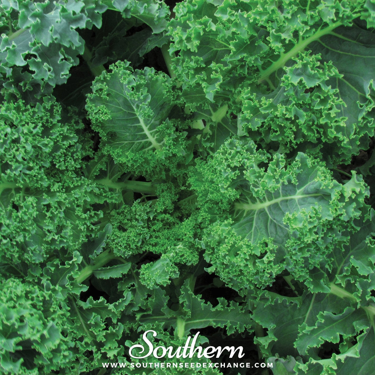 Vates Blue Scotch Curled Kale Seeds - 250 Count - Heirloom Vegetable Seeds for Garden Planting - Brassica oleracea