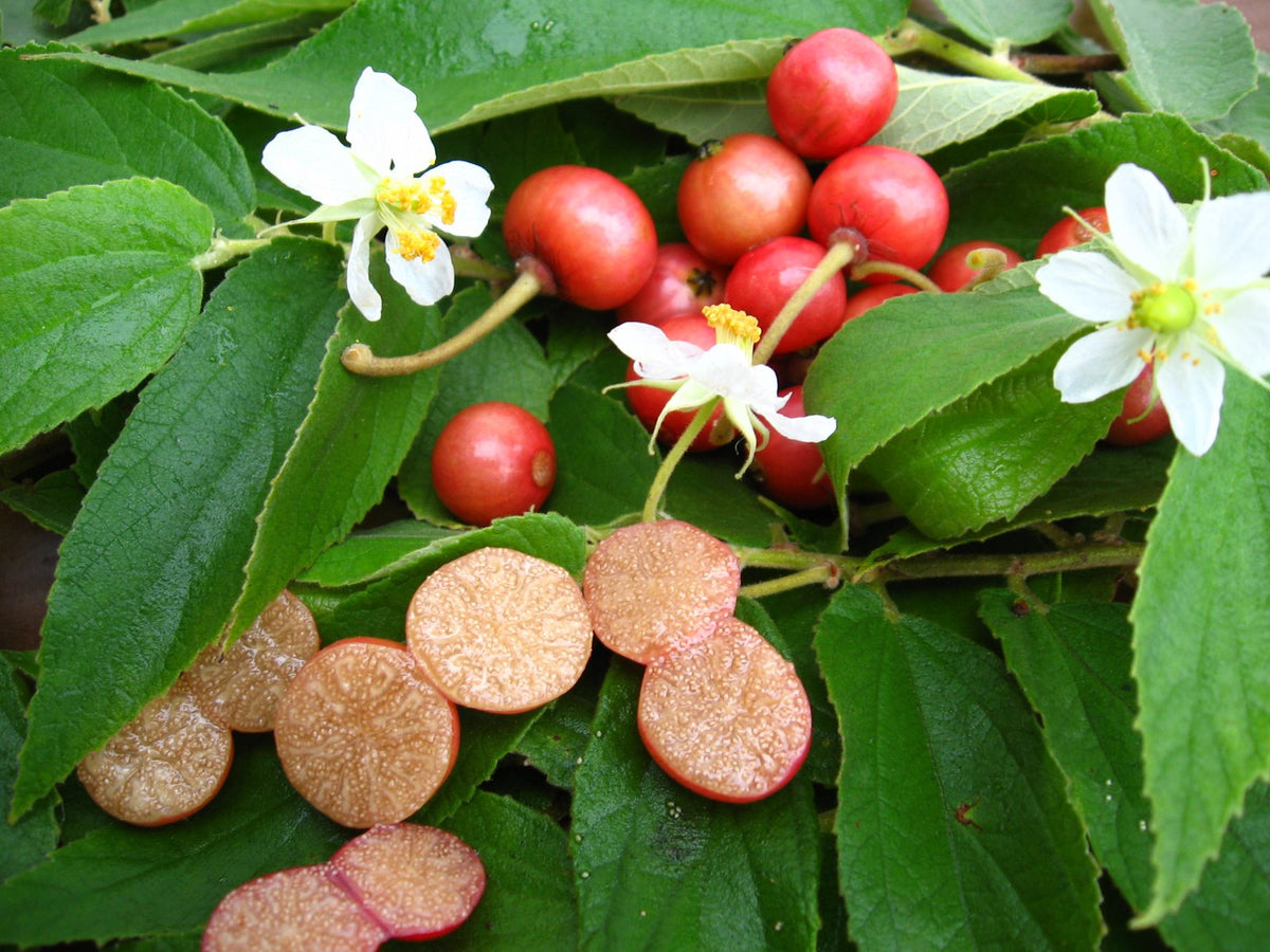 Red Jamaican Cherry Tree Bare Root Starter Plant | Muntingia calabura | Fast Growing Tropical Fruit | Strawberry Tree