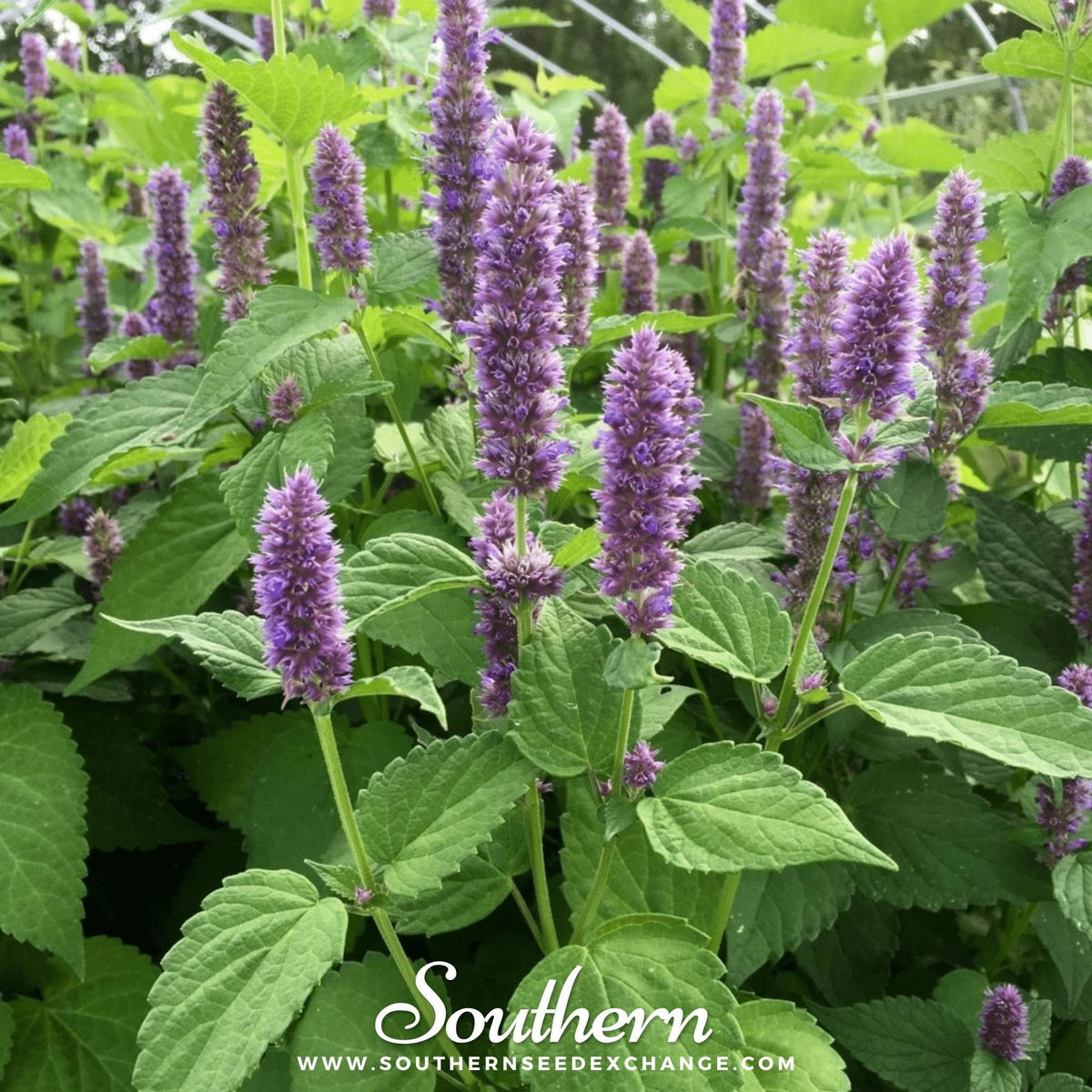 Korean Mint Seeds - 50 Count - Aromatic Herb - Mentha arvensis var. piperascens