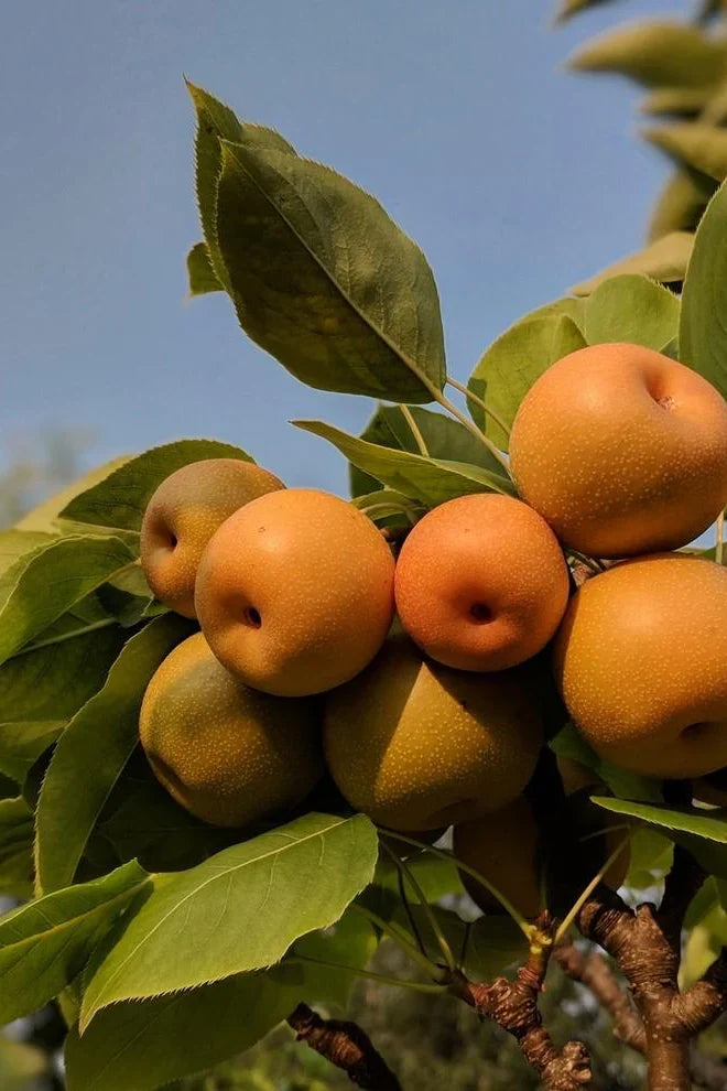 Super Rare Kosui Pear Cutting - 1 Unrooted Cutting for Propagation, Pyrus pyrifolia ‘Kosui’, Golden-Brown Skin, Sweet Flavor