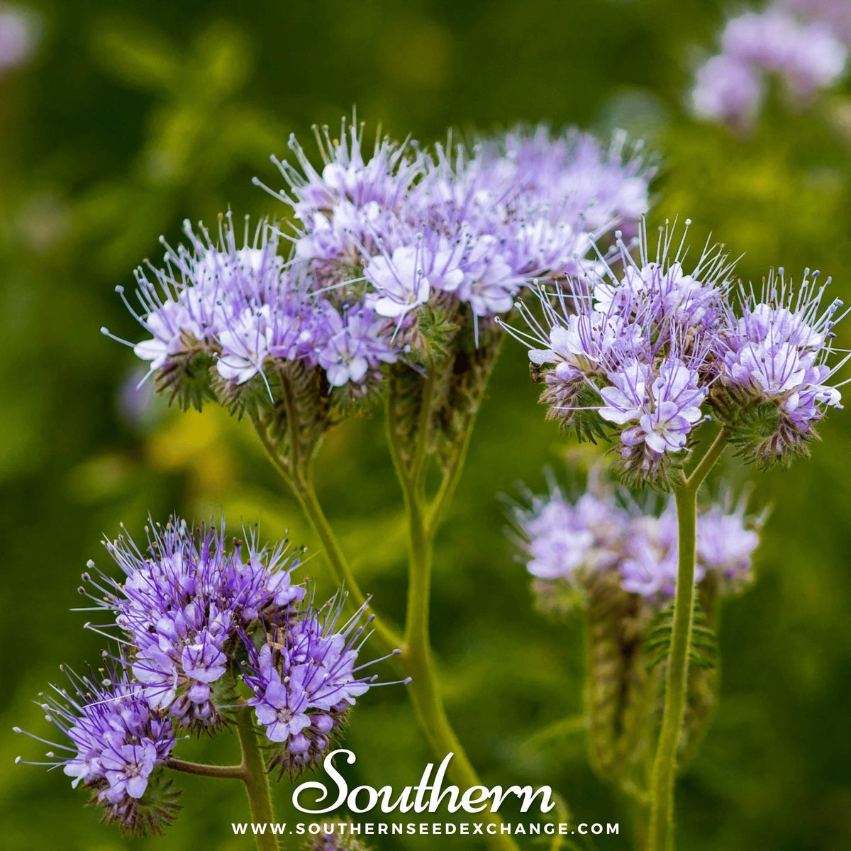 Lacy Phacelia Seeds - 200 Count - Phacelia tanacetifolia - Fast-Growing Cover Crop and Pollinator Friendly