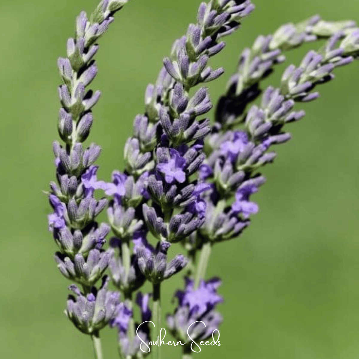 Spike Lavender Seeds - 100 Pack - Lavandula spica - Aromatic Herb for Gardens and Landscaping